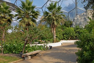 Palm trees in mediterranean biome