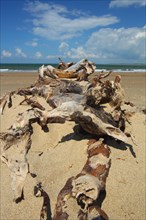 Driftwood on a sandy beach