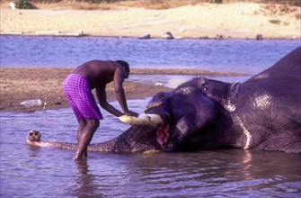 Elephant bathing in Bharathapuzha River in Cheruthuruthy