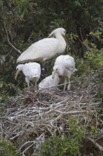 Adult and juvenile spoonbill in nesting colony