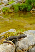 Pyrenean brook salamanders