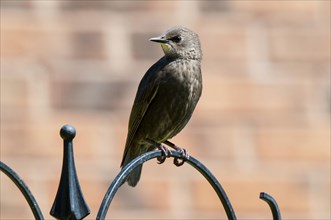 Young juvenile common starling