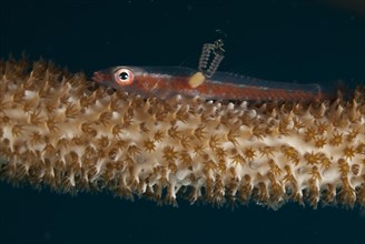 Large Whip Goby