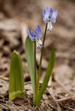 Flowering cyclamen bluetops