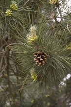 Old cone and buds of the corsican pine
