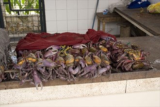 Crabs for sale at the Guayaquil fish market. Ecuador