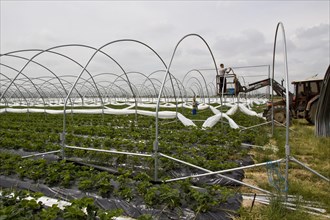 Polly tunnels are built over strawberry crop