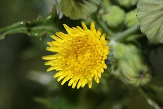 Prickly sow-thistle