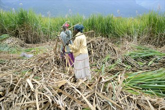 Harvesting sugar cane