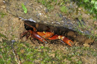 Trinidad mountain crab