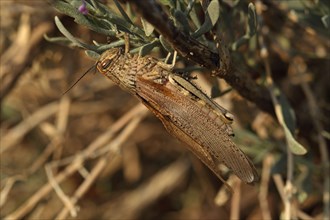 Egyptian migratory locust
