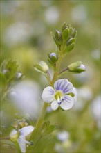 Thyme-leaved Speedwell flowering