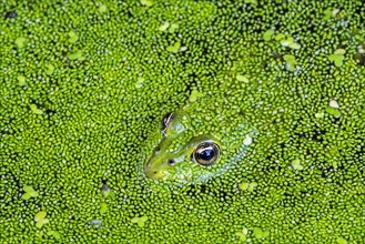 Edible frog