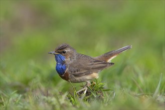 White-spotted white-spotted bluethroat