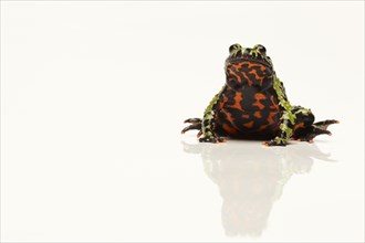 Chinese Fire-bellied Toad