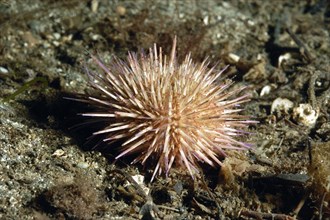 Green shore sea urchin