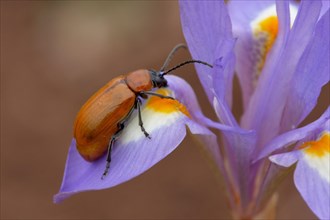 Sulphur Beetle