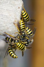 Tree Wasp