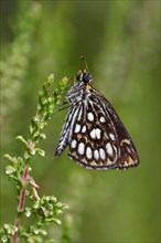 Great checkered large chequered skipper