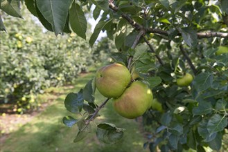 Cultivated Apple