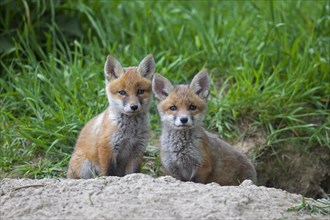 Two cute red fox