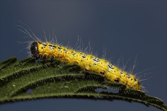 Sponge-tip moth