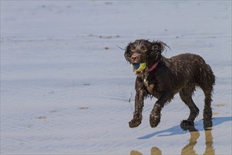 A working cocker spaniel pulling back a ball in the water