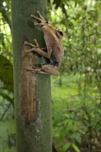 Gunther's Banded Treefrog