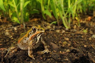 Dwarf burrowing frog