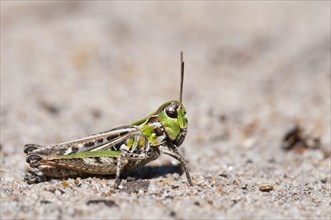 Spotted clubworm