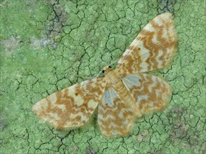 Yellow-striped alder moth