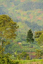 Cultivated hillside at edge of Nyungwe Forest N. P. Rwanda