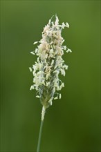 Flowering head of timothy-grass