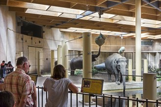 Visitors looking at asian elephants