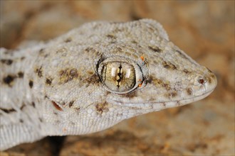 Tenerife geckos
