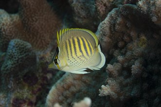 Spot-banded Butterflyfish