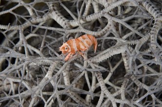 Basket star shrimp