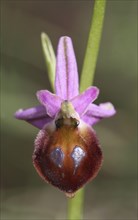 Argolian bee-orchid