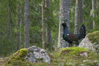 Male western capercaillie