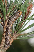 Pine Hawk Moth