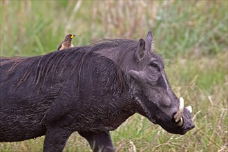 African warthog with yellow beak oxpecker on back