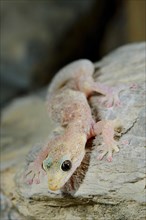 European Leaf-toed Gecko