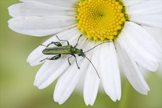 Thick-legged Flower Beetle