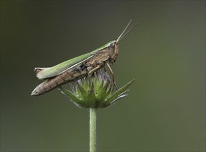 Small lesser marsh grasshopper