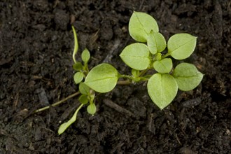 Seedling developing into a young plant of chickweed