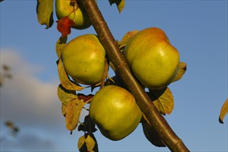 Cultivated apple tree
