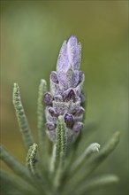 Woolly Lavender
