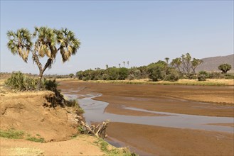 View of an almost dry river in a semi-desert dry savannah habitat with the Doum palm