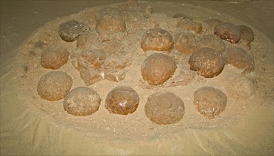 Petrified dinosaur nest with eggs