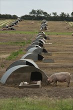 Free-range pigs Sows with piglets and bows